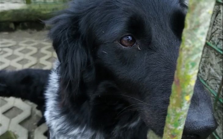 Zbiórka Pomoc dla fundacjipiesszukadomu - zdjęcie główne