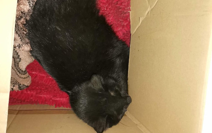 Zbiórka Ratujemy kasie-uraz miednicy - zdjęcie główne