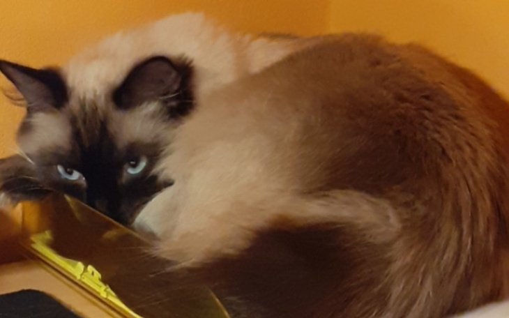 Zbiórka Pomoc dla kotki Niny - zdjęcie główne