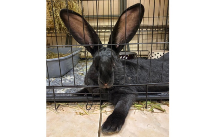 Zbiórka Wirtualna puszka Uszakowa - zdjęcie główne