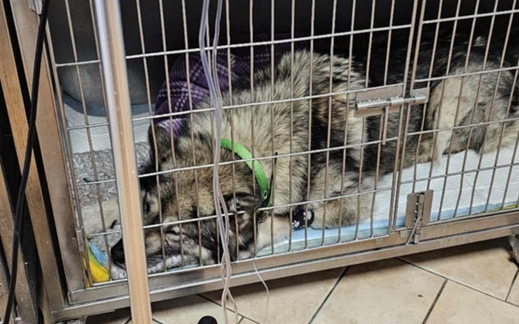 Pies leżący w klatce, odpoczywający na wygodnym posłaniu.