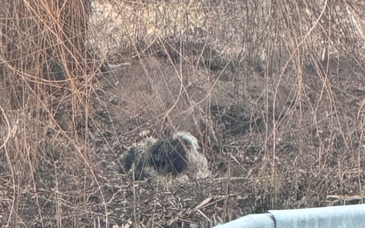 Zwierzę leżące w zaroślach, częściowo ukryte.
