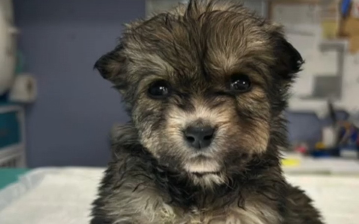 Zbiórka Psiaki Judyty - zdjęcie główne