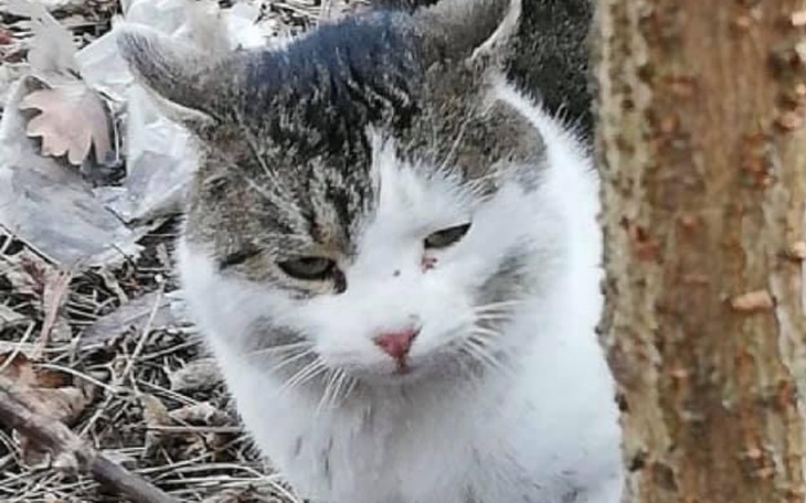 Zbiórka Kacperek niechciany kocurek - zdjęcie główne