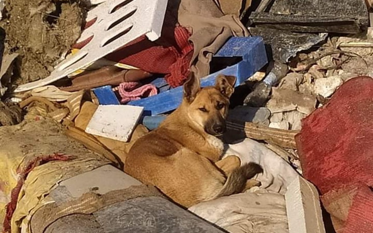 Zbiórka Sunia ze śmieciowiska - zdjęcie główne