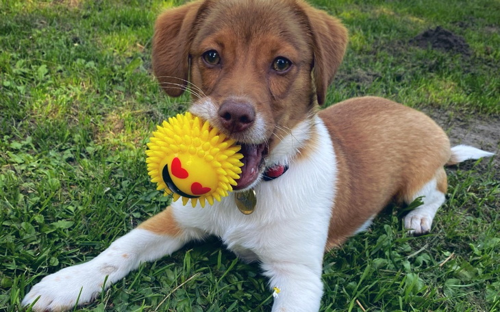 Zbiórka Dajemy Leonowi Szansę na Życie - zdjęcie główne