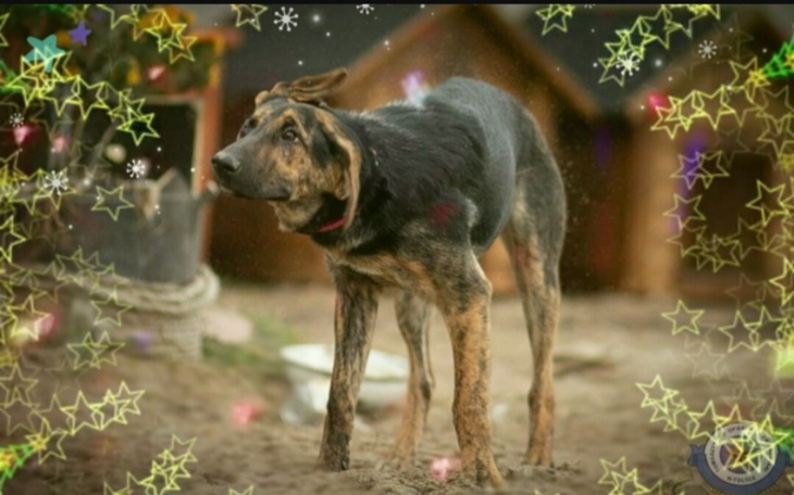 Pies w ogrodzie, z radosnym wyrazem twarzy, otoczony dekoracjami.