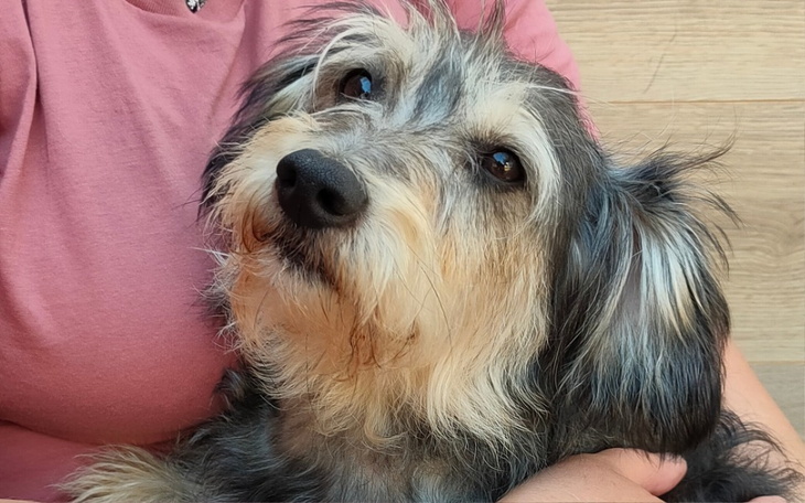 Pies z szarym futrem, patrzący z ciekawością na kamerę.