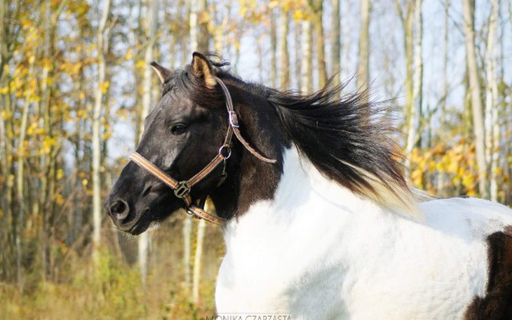 Zbiórka szpital dla Piorunka - zdjęcie główne