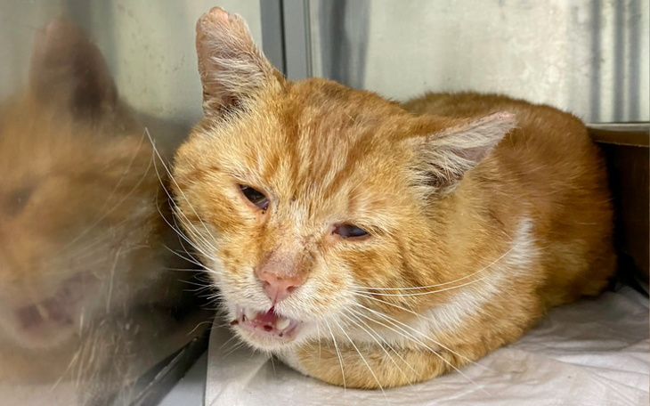 Zbiórka Parchatek - zdjęcie główne