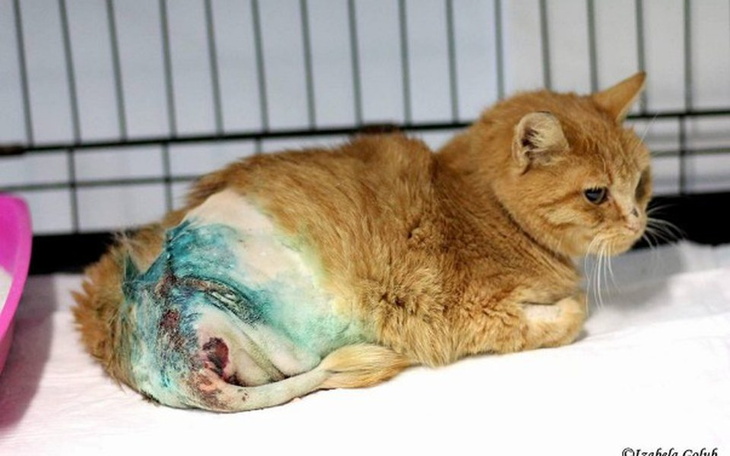 Zbiórka Kotka z amputowaną łapką - zdjęcie główne