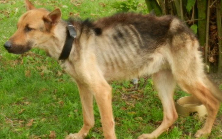 Zbiórka Zagłodzony i porzucony Vito... - zdjęcie główne