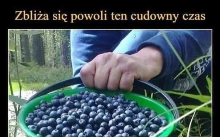 Osoba zbierająca jagody, z uśmiechem na twarzy.
