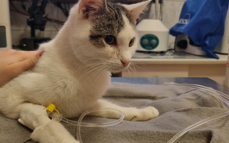 Zbiórka Sky chce być kotem,zdrowym kotem - zdjęcie główne