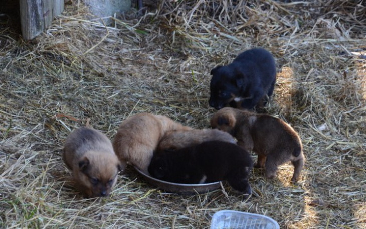 Zbiórka Sunia z siódemką swoich dzieci - zdjęcie główne