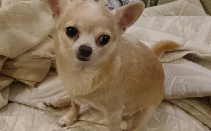 Mały pies rasy chihuahua, siedzi na kanapie z ciekawym wyrazem.