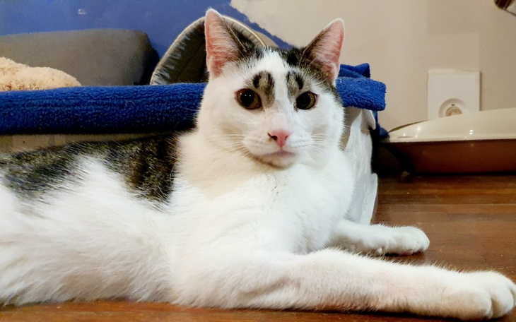 Zbiórka Ogrzej serce kitku - zdjęcie główne