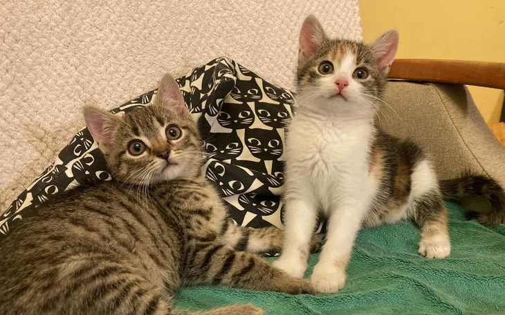 Dwa kocięta na kanapie, jedno z nich patrzy w kamerę.