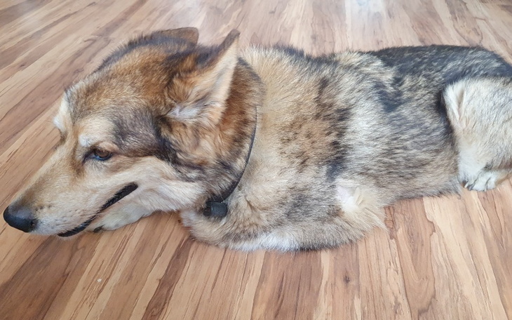 Zbiórka Lolek potrzebuję pomocy - zdjęcie główne