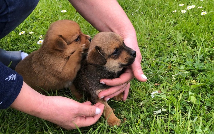 Zbiórka Kolejne szczeniaczki - zdjęcie główne