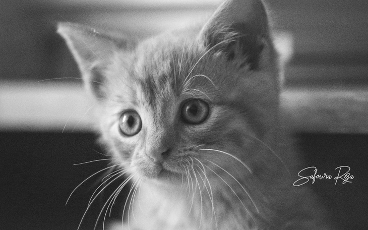 Zbiórka Panleukopenia i jej żniwo - zdjęcie główne