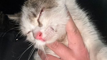 Zbiórka Kasia ofiara kierowcy - miniaturka zdjęcia