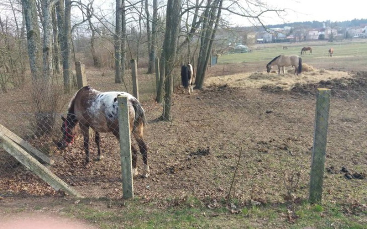 Zbiórka KS Victoria - zdjęcie główne