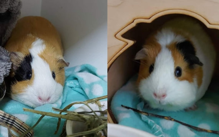 Zbiórka Daisy i Suzy - zdjęcie główne