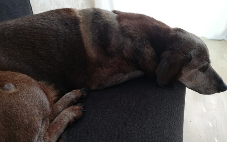 Zbiórka Leczenie mastocytomi u psa - zdjęcie główne