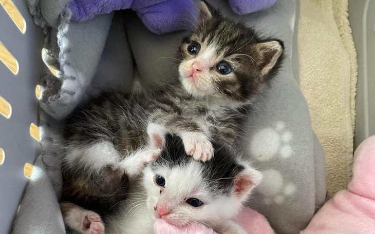 Zbiórka leki na lato - zdjęcie główne