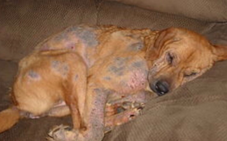 Zbiórka Odrobaczenie zwierzaków bez domu - zdjęcie główne