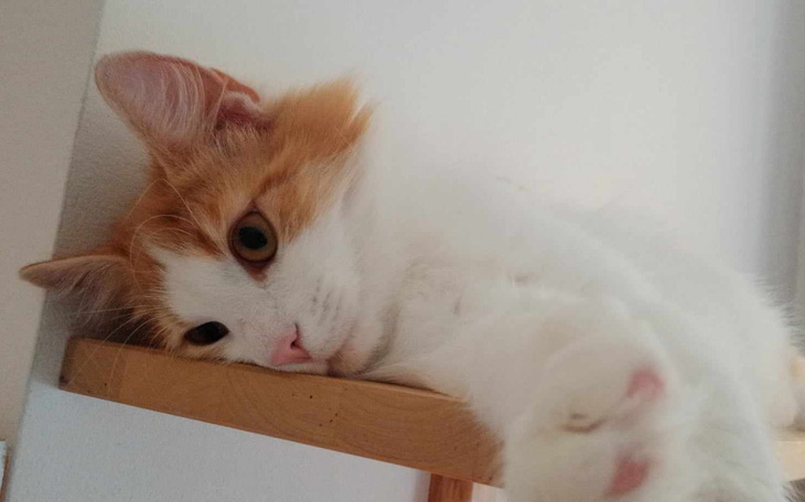 Zbiórka Pomóżcie ocalić życie Championa - zdjęcie główne