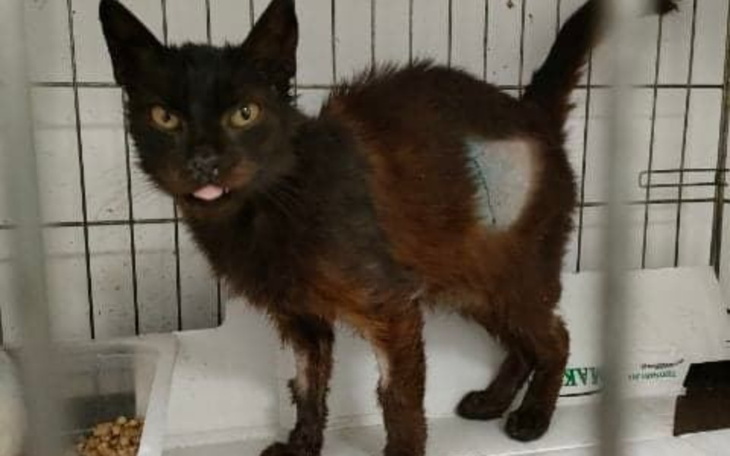 Zbiórka Umierające niewidzialne koty - zdjęcie główne