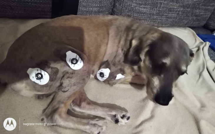 Zbiórka By Fifi znów mógł spacerować - zdjęcie główne