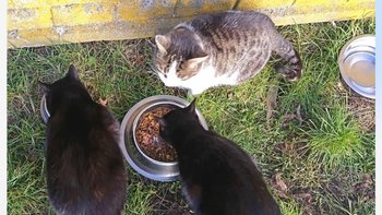 Zbiórka Budki dla kotów bezdomnych - miniaturka zdjęcia