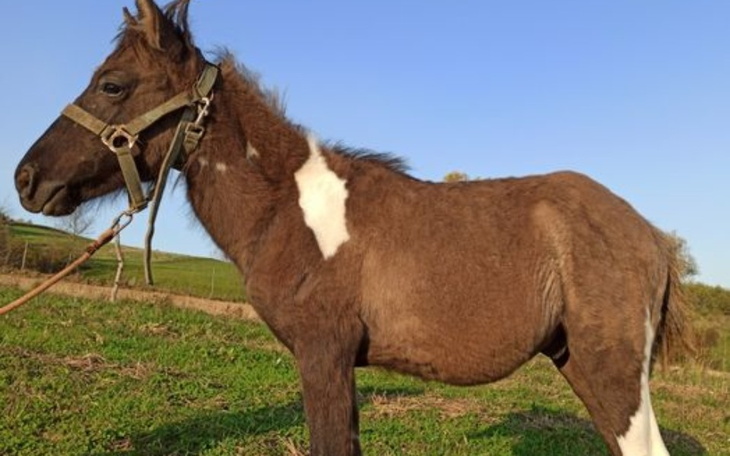 Zbiórka Uratujmy źrebaka - zdjęcie główne