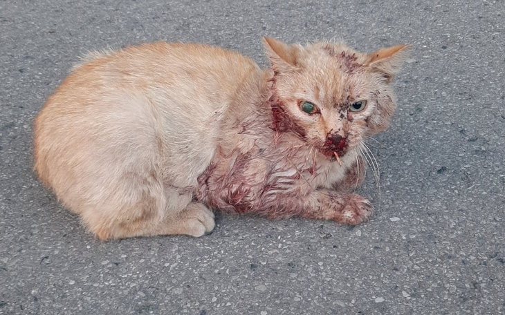 Zbiórka Irysek - zdjęcie główne