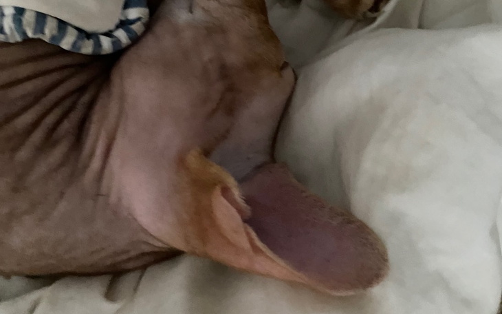 Zbiórka Liczę na zbiórkę na jedzenie - zdjęcie główne