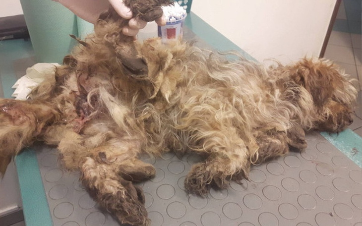 Zbiórka Maleńka 5 kg Frotka po wypadku! - zdjęcie główne