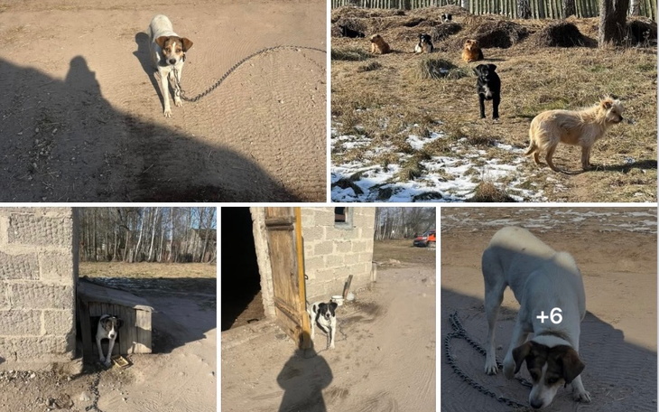 Psy biegające po podwórku, niektóre na smyczy.