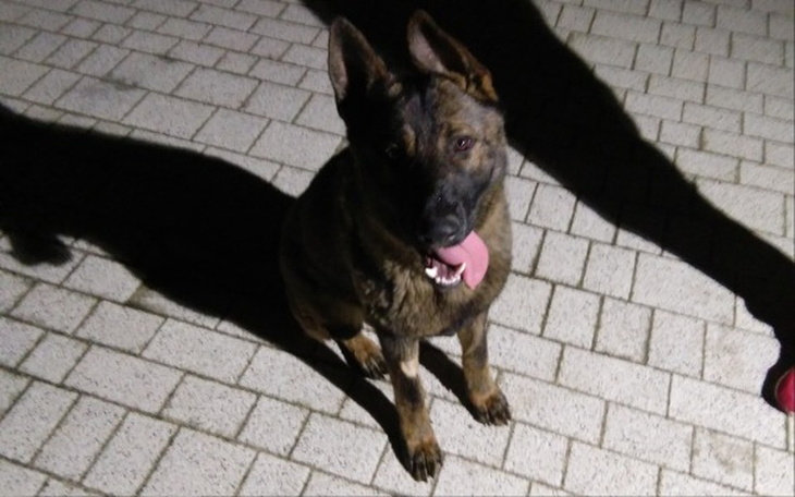 Zbiórka Pomoc dla Włóczykija - zdjęcie główne