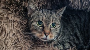 Zbiórka Benia cierpi- pomóż jej - miniaturka zdjęcia