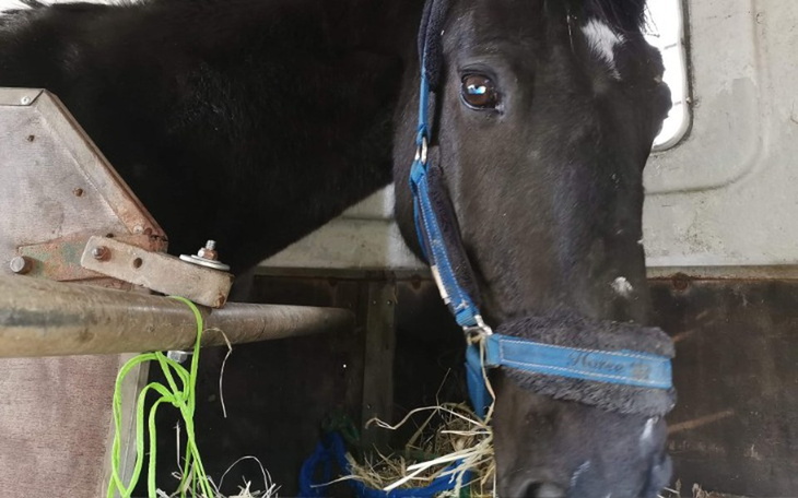 Zbiórka Walczę po raz drugi o zycie - zdjęcie główne