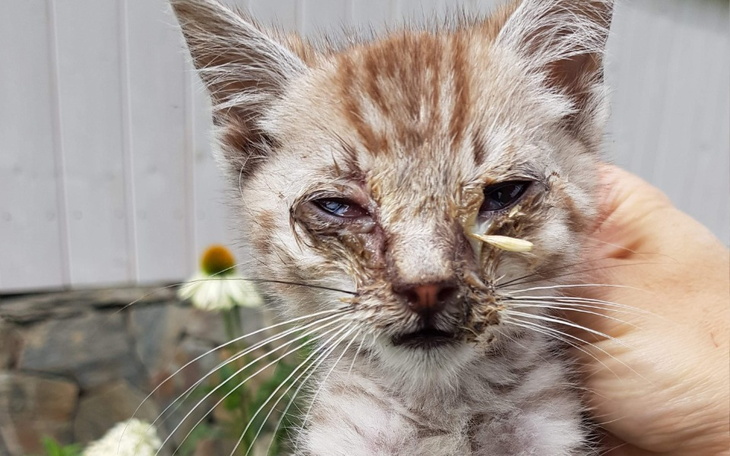 Zbiórka Umierające małe ciałka-kocieta - zdjęcie główne