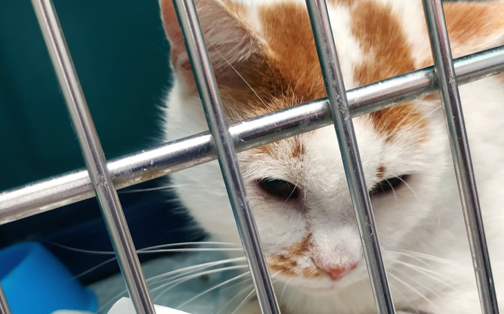 Zbiórka Skopany kot Kleks - zdjęcie główne