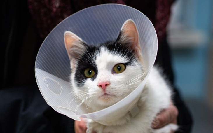 Zbiórka Plamek - zdjęcie główne