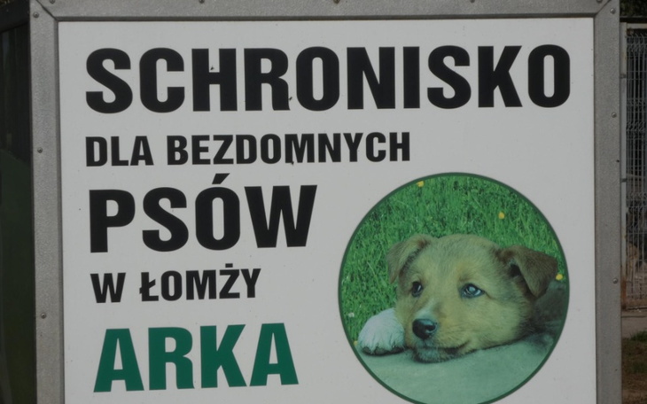 Zbiórka Pełna miska dla schroniska Arka - zdjęcie główne