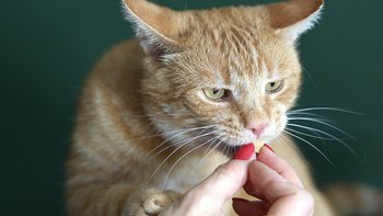 Zbiórka Święta dla Koci Galimatias - miniaturka zdjęcia