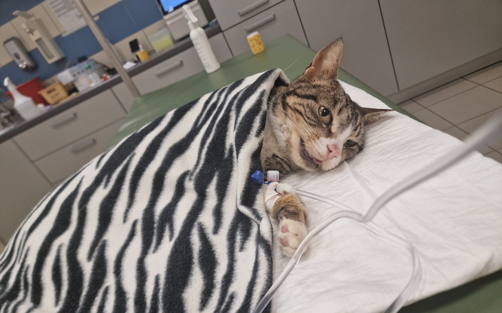 Kot owinięty w koc, leżący na stole w klinice weterynaryjnej.