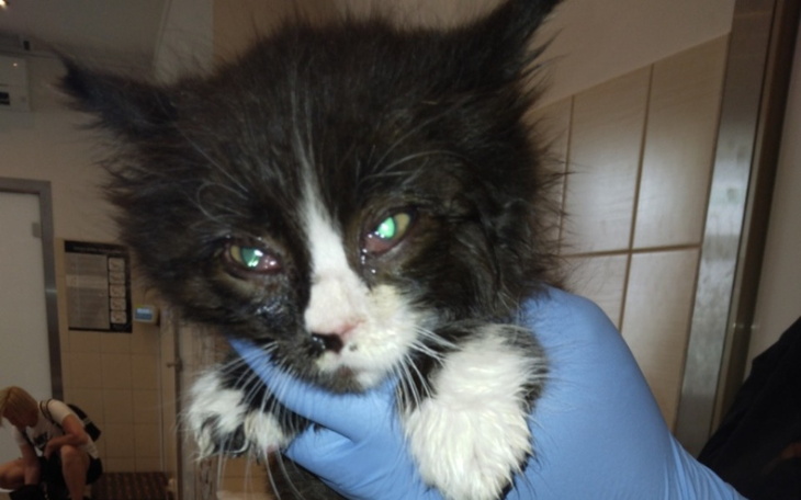 Zbiórka Na rzecz kotów bezdomnych - zdjęcie główne